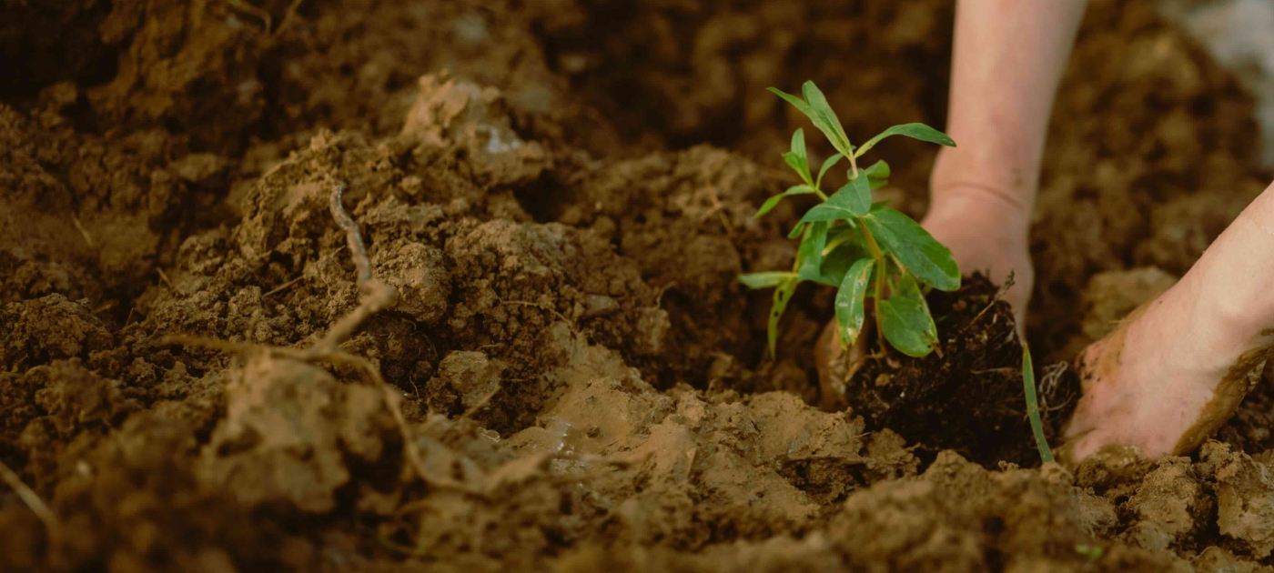 Hands planting a plant