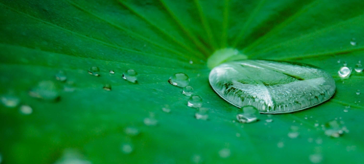 water droplet on leaf