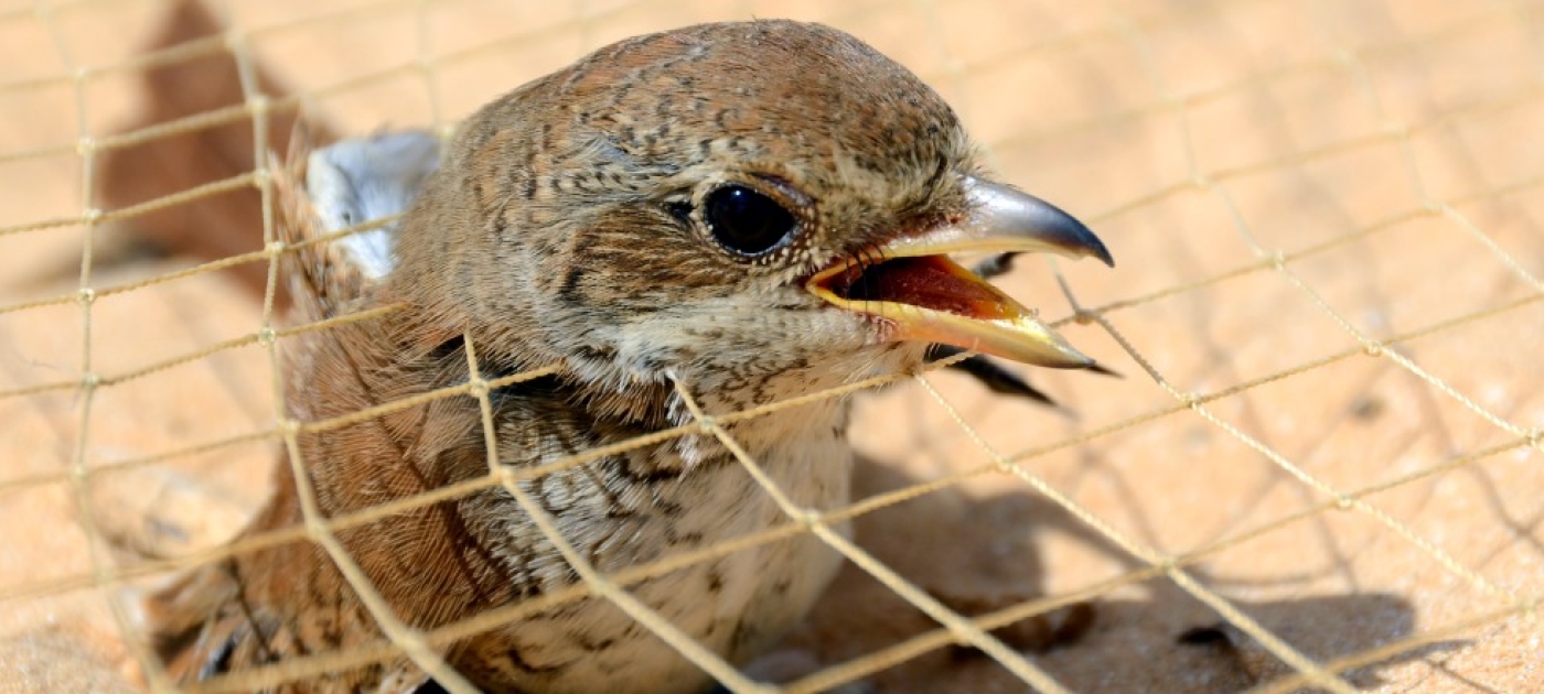 Task Force Agrees Need for Tougher Penalties, Adopts Zero Tolerance Approach to Curb Annual Slaughter of 25 Million Birds in the Mediterranean