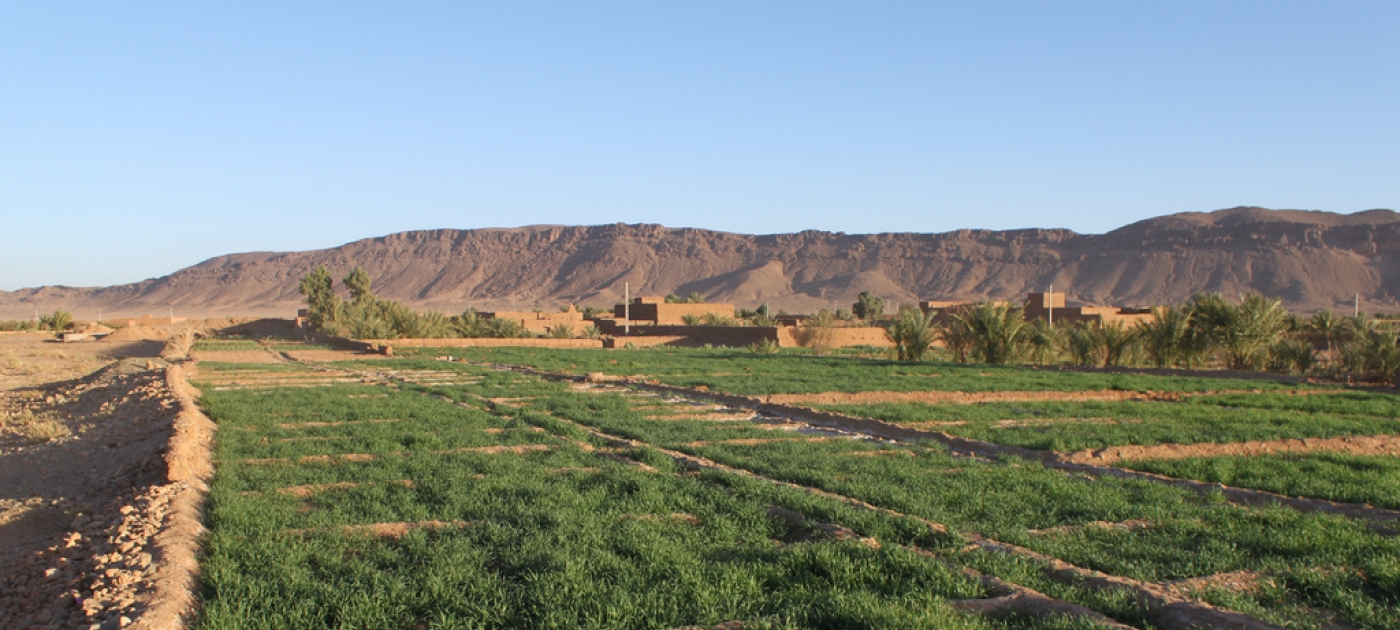 Egyptian Experimental Farm Reveals Possible Market for 'Sewage Farming' Agricultural Products