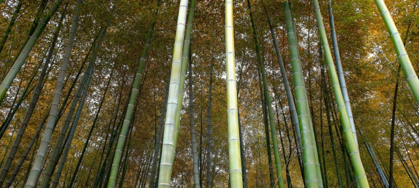Forests to cover one quarter of China in country's bid to build "eco-civilization"
