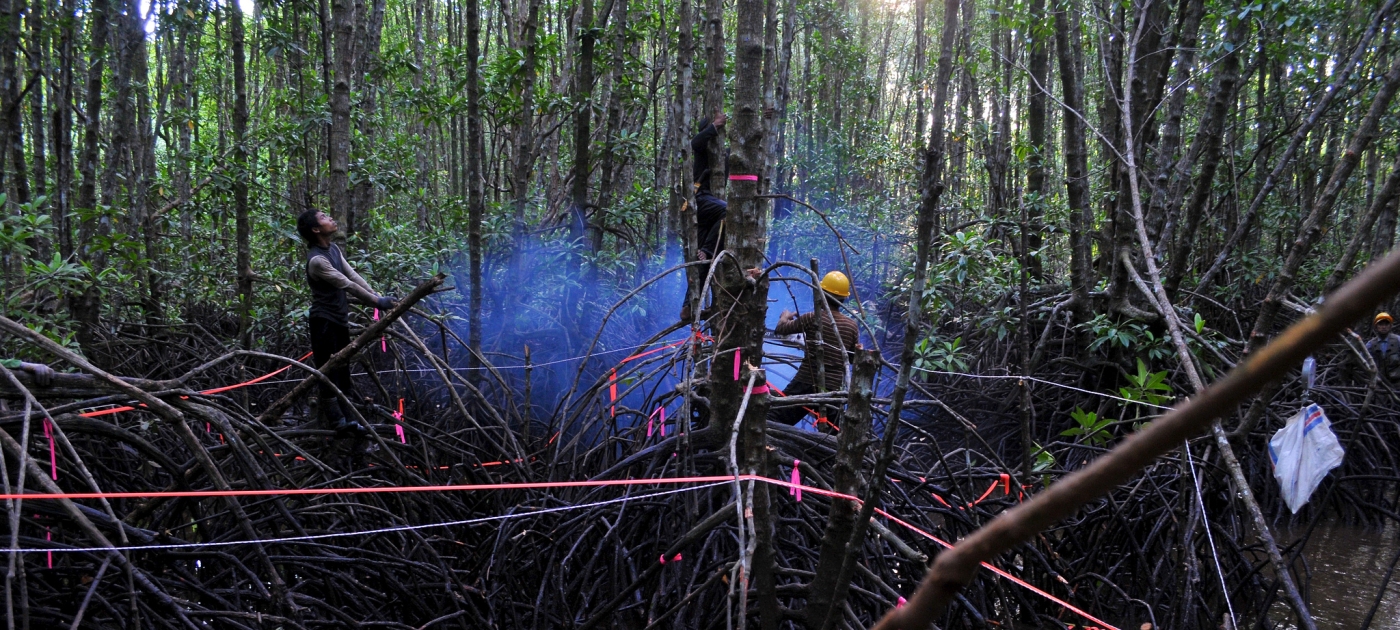 Indonesia targets catastrophic wildfires, climate change with historic move to protect peatlands