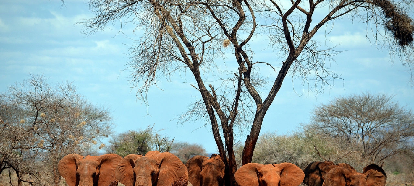 Mammoth lessons for elephant conservation