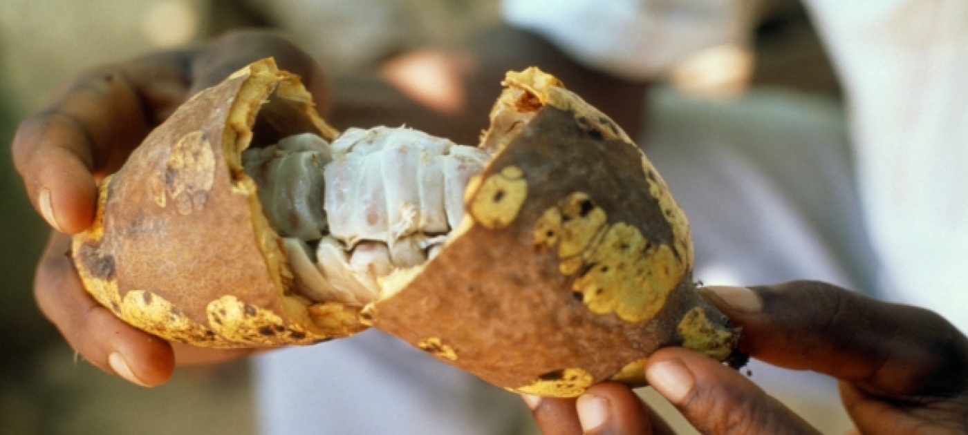 Doing 'More and Better with Less' in Ghana's Cocoa Industry