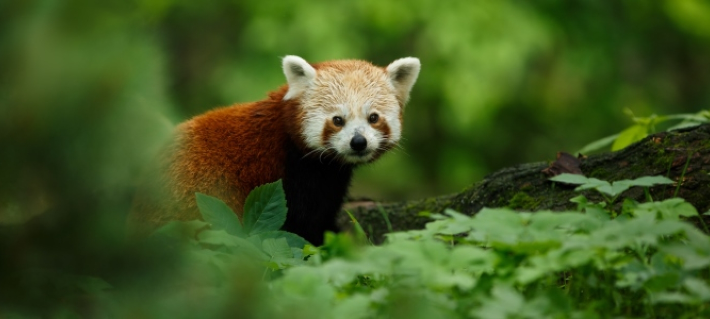 IPBES Forges ahead with its Mission to Assess the Planet's State of Biodiversity and Ecosystems