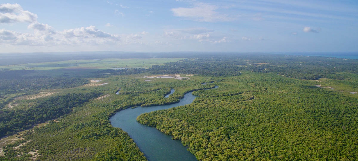 Mangrove conservation, Kenyan style