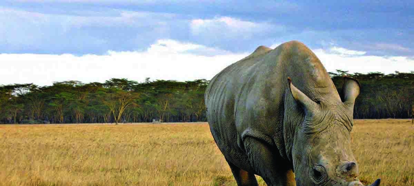 Rhino love