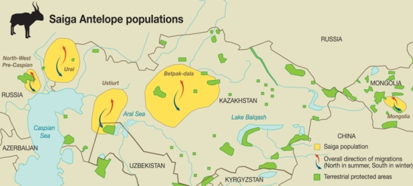 Catastrophic Collapse of Saiga Antelopes in Central Asia