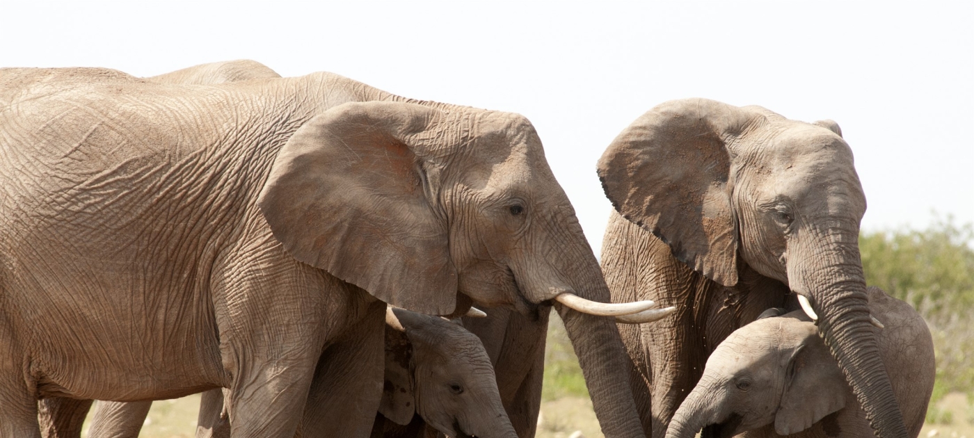 First UN Resolution on Wildlife Trafficking Historic Step Forward, Chief of UN Environment Programme Says