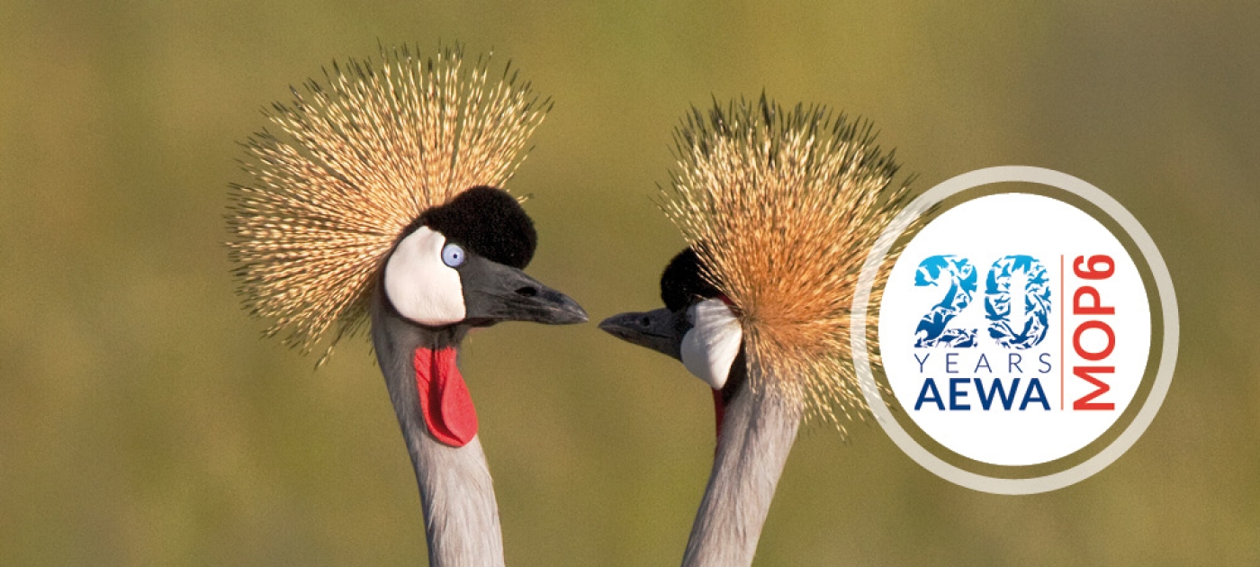 Countries Commit to Tackling Multiple Threats to Migratory Waterbirds