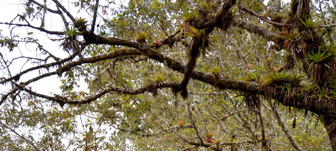 Macaya National Park: Preserving one of Haiti's key natural sanctuaries