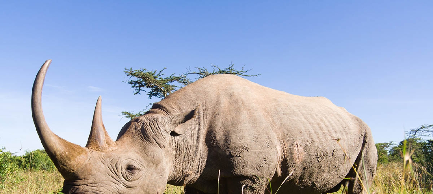 Game-changing technology boosts rhino protection