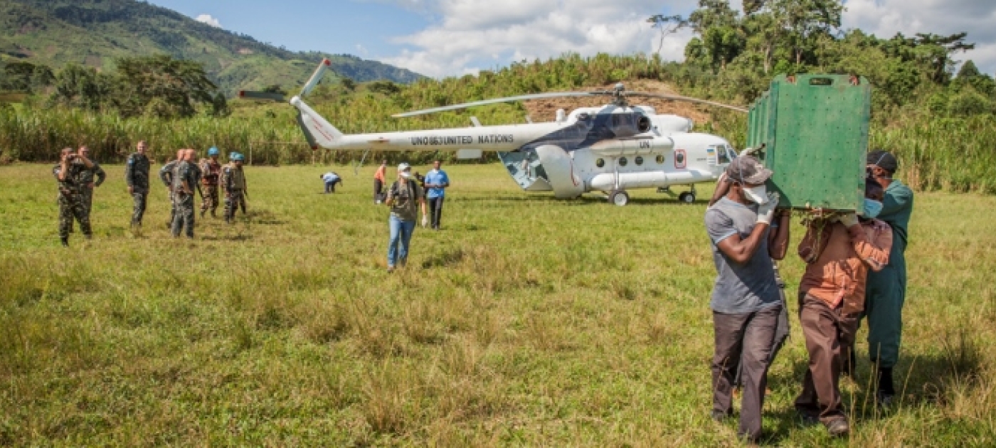 UN Peacekeepers Airlift Chimpanzees from DR Congo Supermarket to Sanctuary