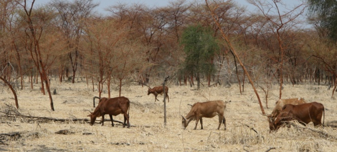 Adaptation Measures Key to Averting Impacts of Climate Change Disasters in Africa