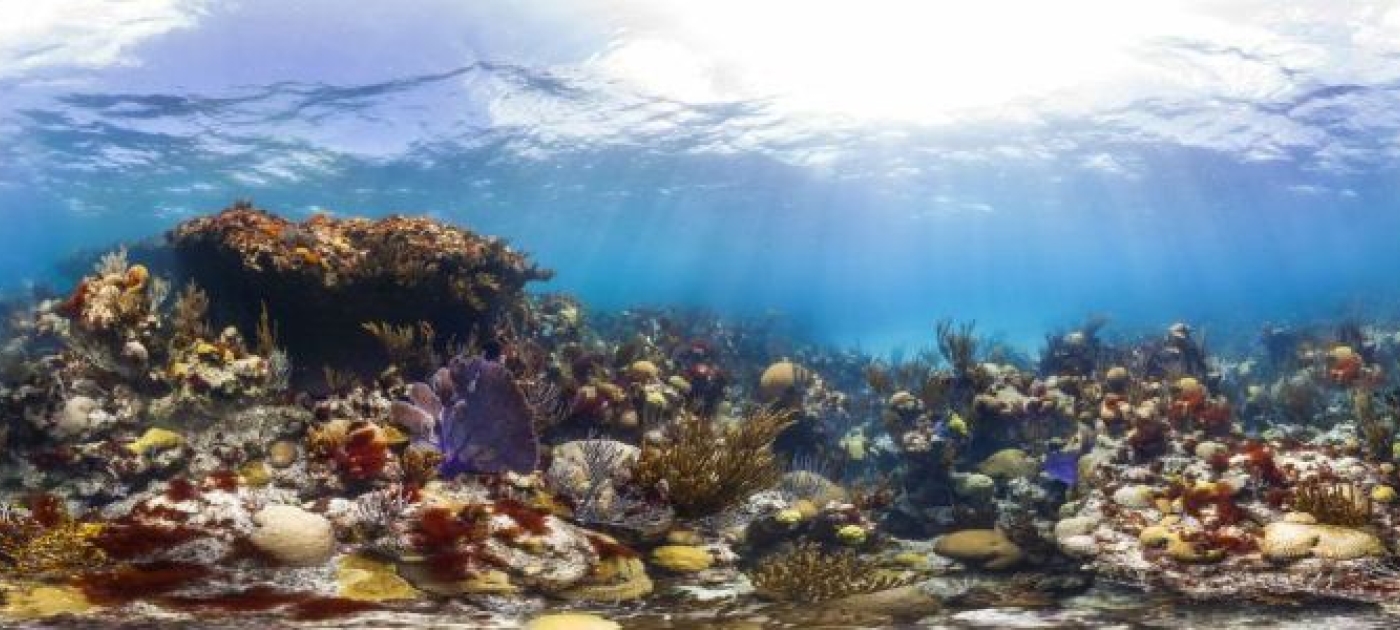 From Despair to Repair: Dramatic Decline of Caribbean Corals Can Be Reversed