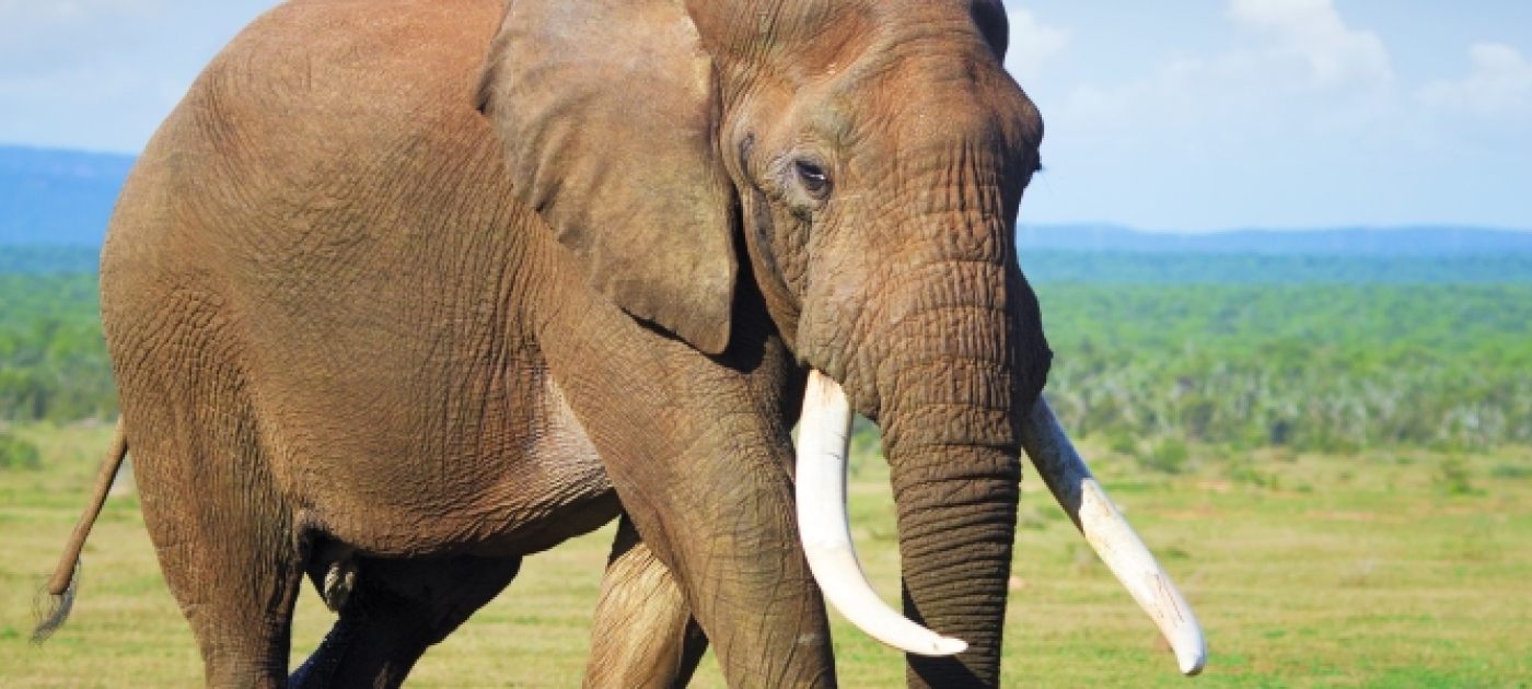 Illegal Trade in Wildlife and Timber Products Finances Criminal and Militia Groups, Threatening Security and Sustainable Development