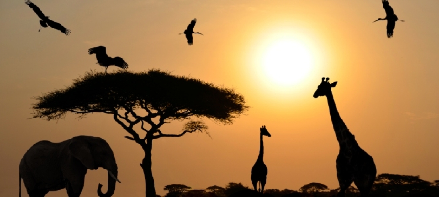 UN General Assembly Proclaims 3 March as World Wildlife Day