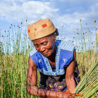 A woman from Madagascar planting Rambo grass