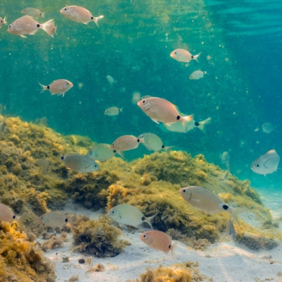 Fishes in the ocean