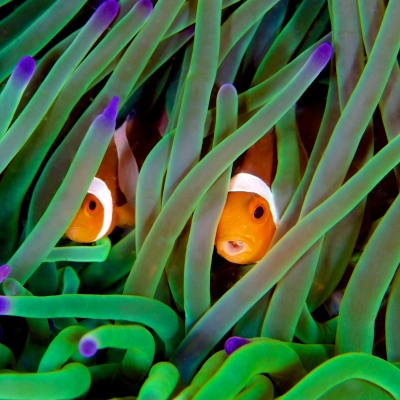 Biodiversity