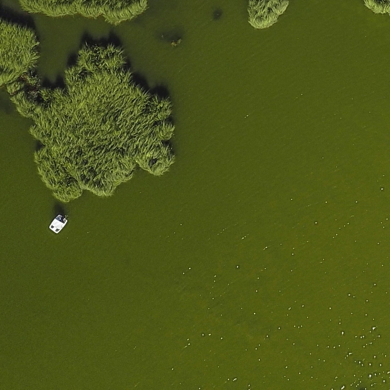 algal bloom/unsplash