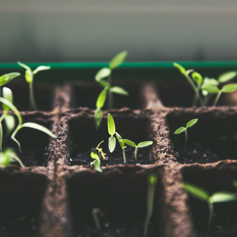 plant growth/unsplash