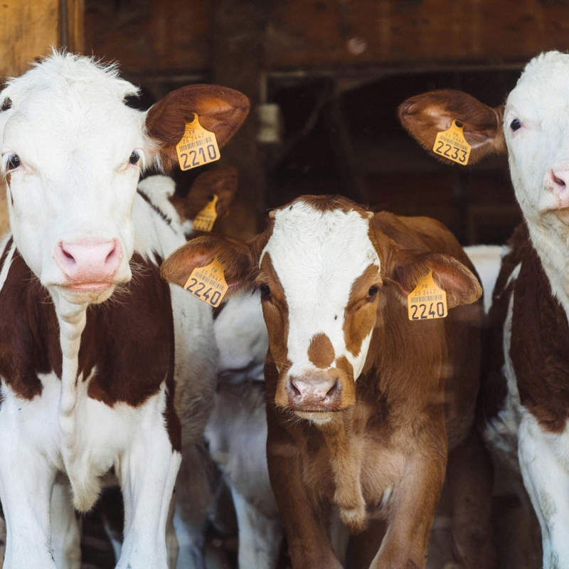 Photo by Annie Spratt/Unsplash
