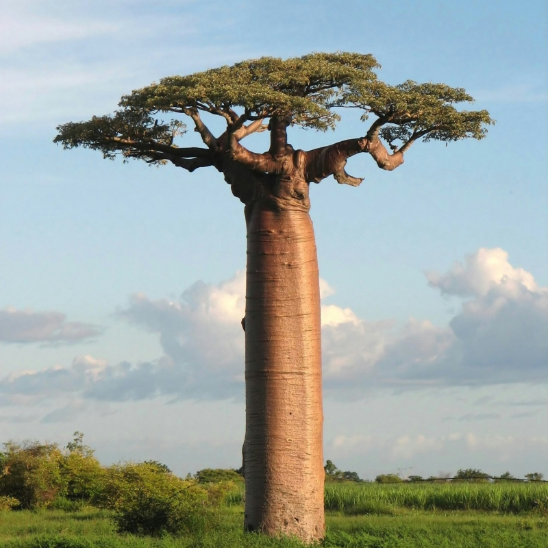 baobab tree