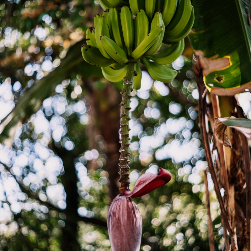 banana tree