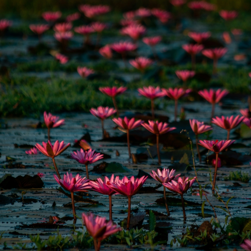 water lillies