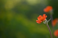 A flower