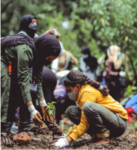 Tree Planting