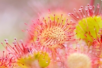 Round leaved sundew. credit Stephanie Foote