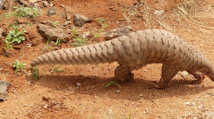Pangolin