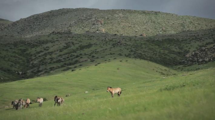 Mongolia Landscape