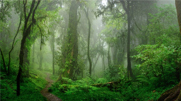 forests