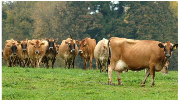 Cows