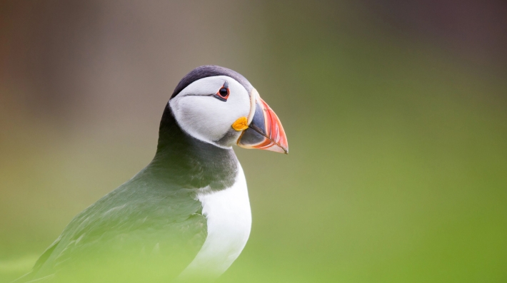 Puffin