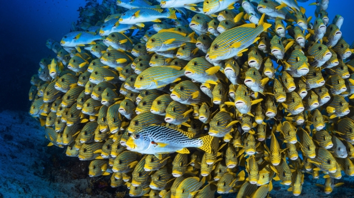 marine life