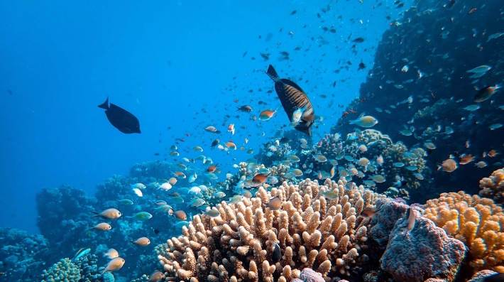 coral reef biodiversity