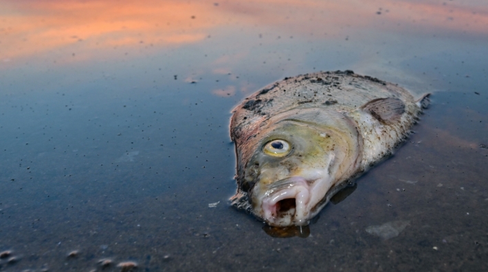 dead fish-afp
