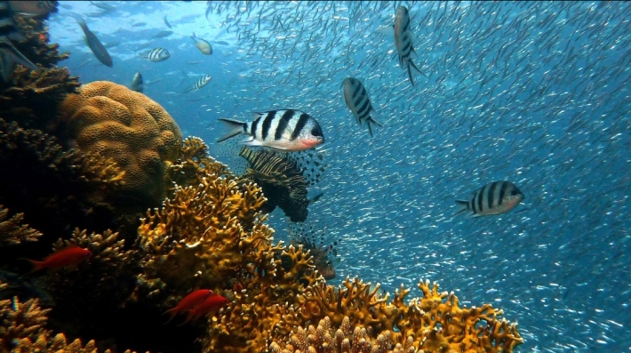 Fish