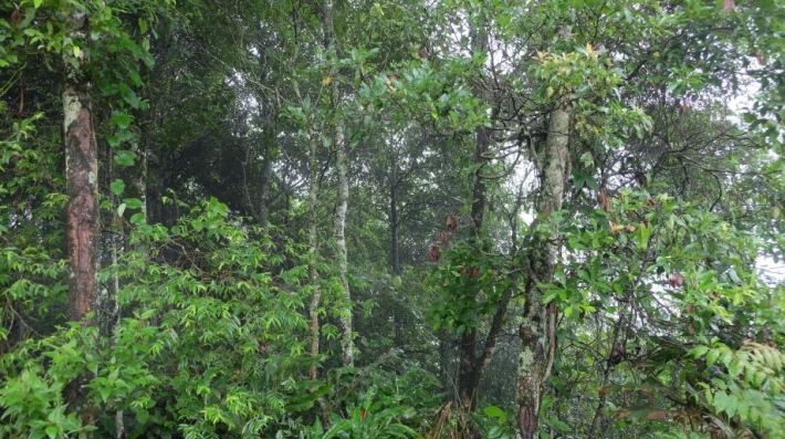 forests