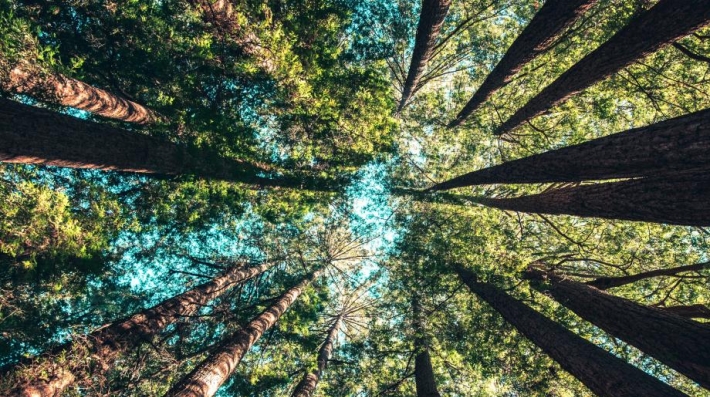 tall trees in a forest
