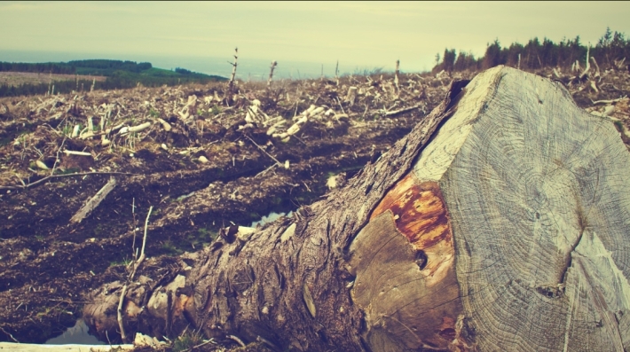 cut trees
