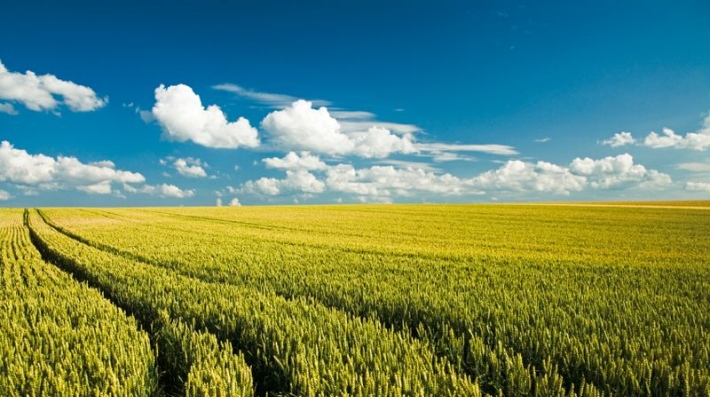 Field