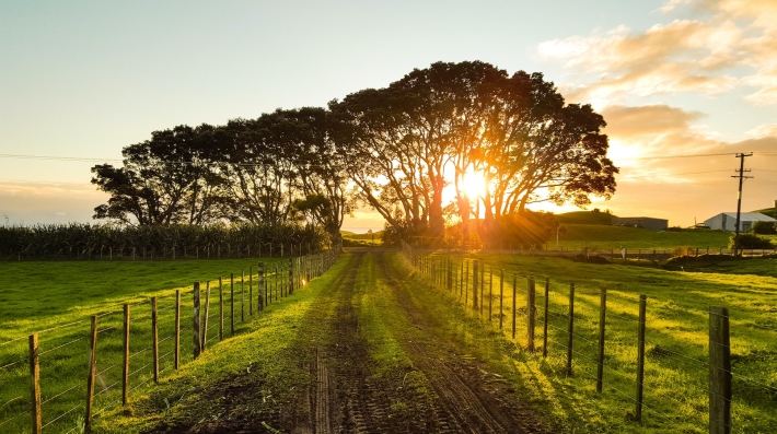 Sunset over a lawn 