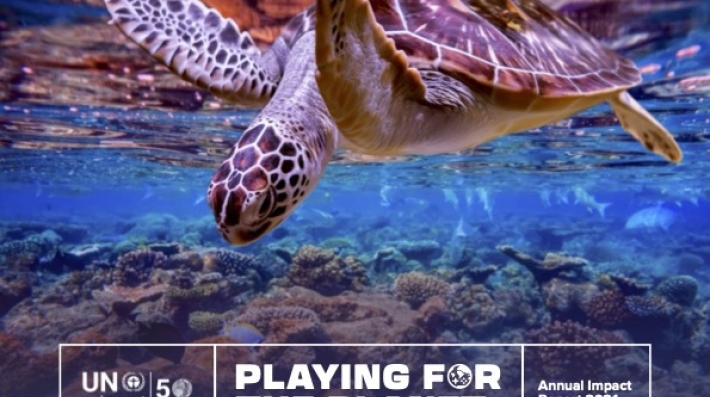 turtle in water