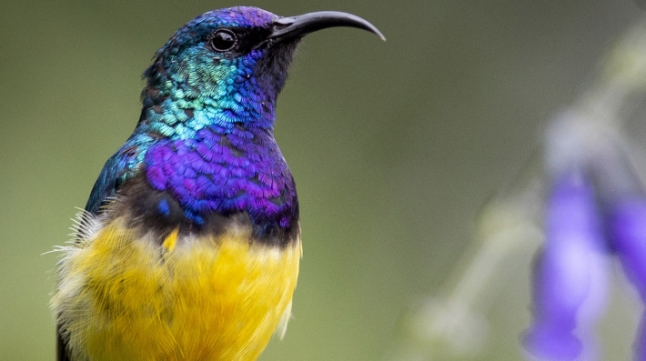Sunbird