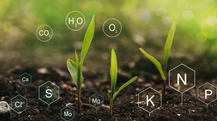 Sprouting plants